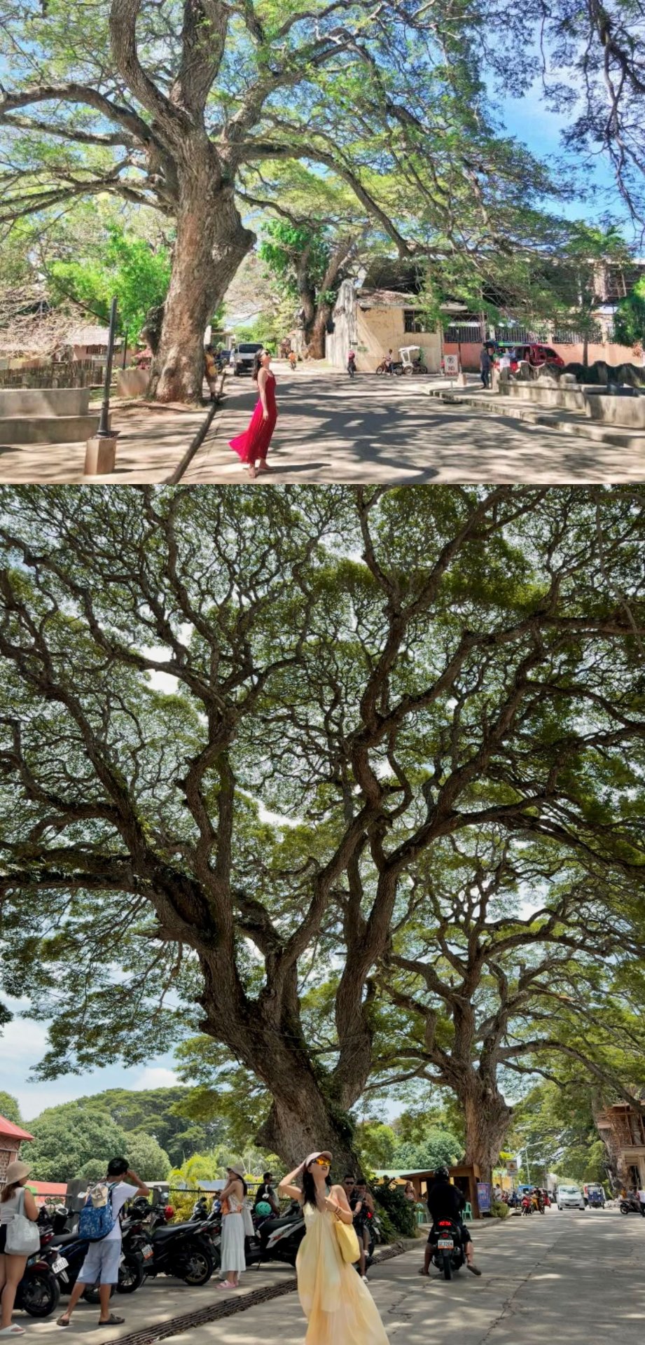 The giant tree in Siquijor: top 2018, bottom 2026