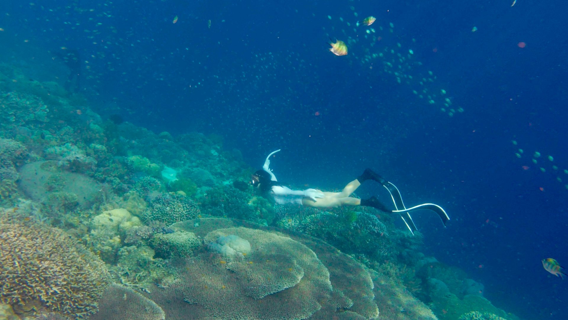 Coral garden · 珊瑚花园