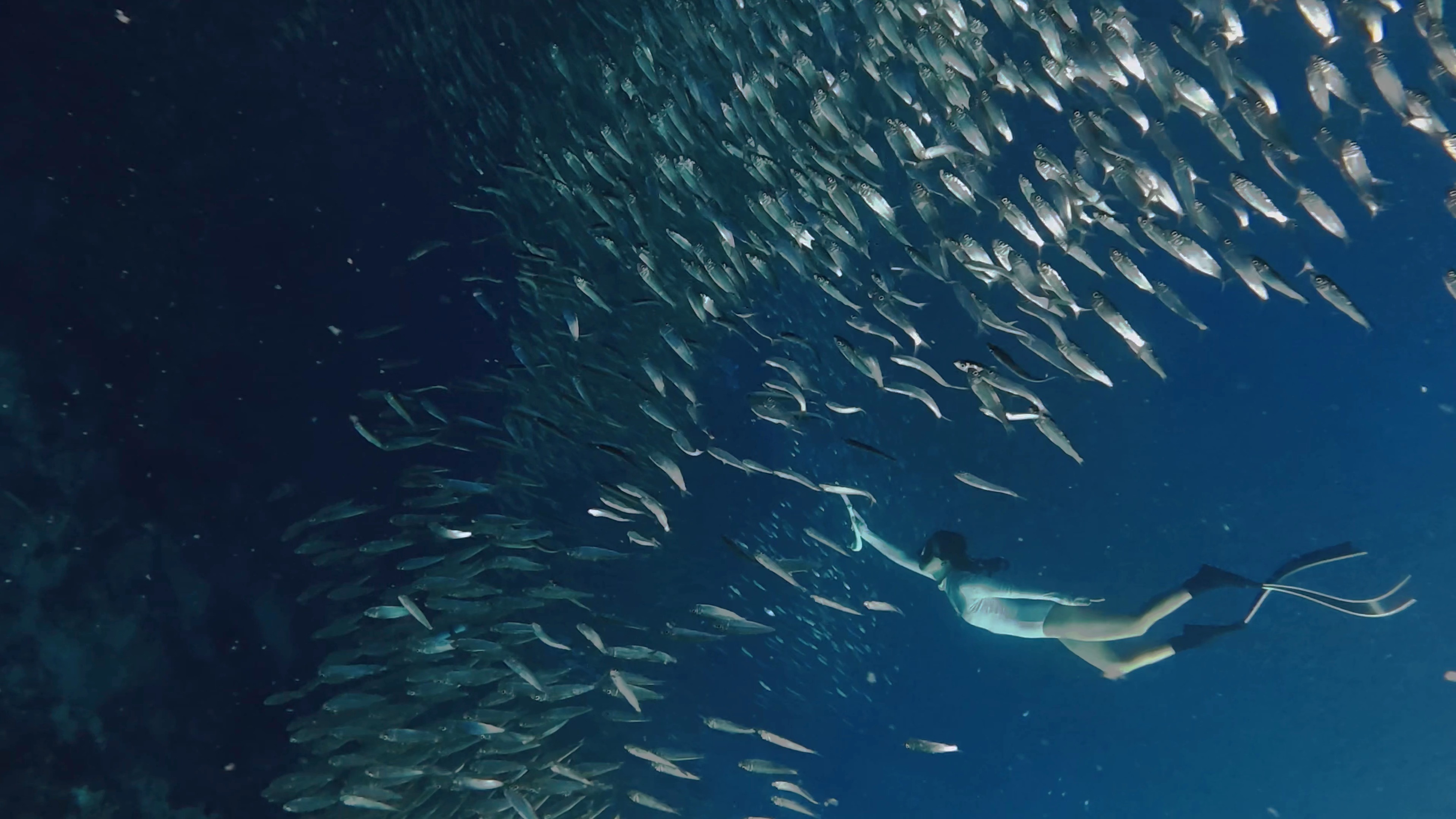 Freediving · 沙丁鱼风暴