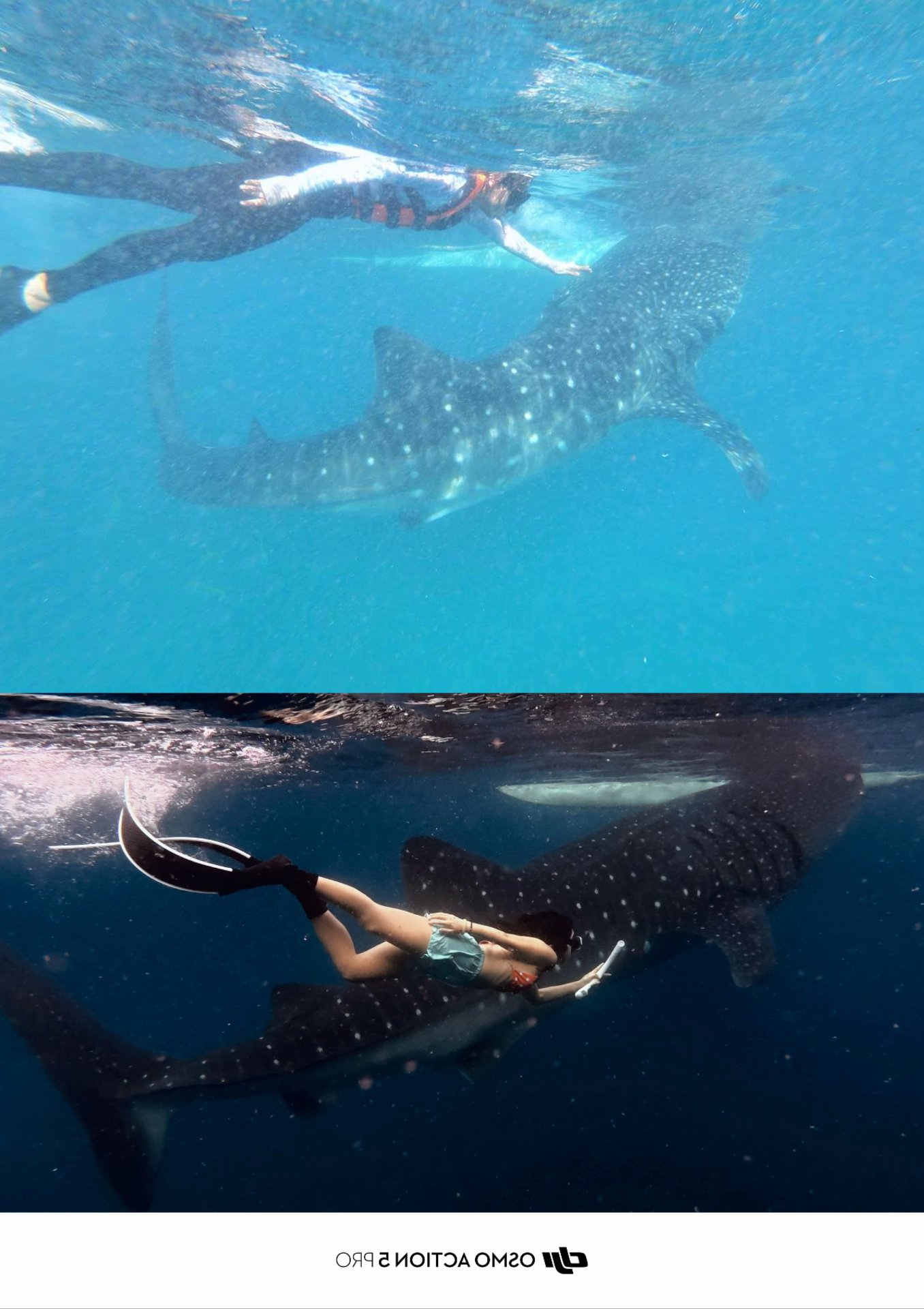 Whale shark swim at Oslob: top 2018 in life jacket, bottom 2026 freediving